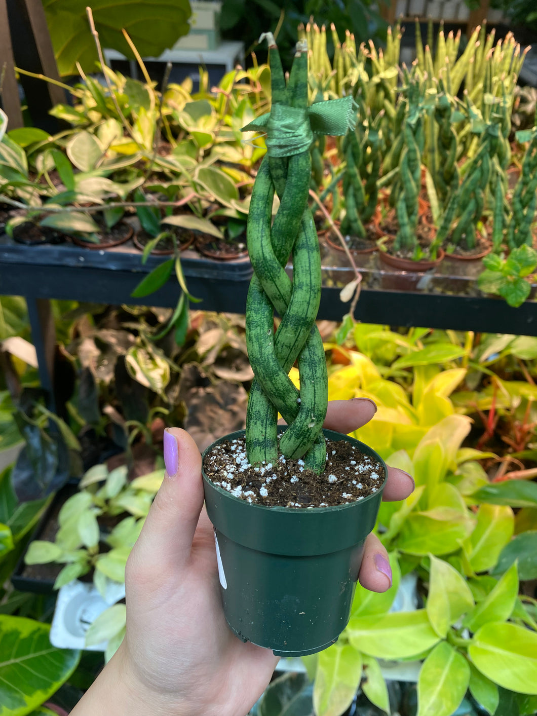 Sansevieria Cylindrica 2