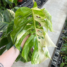 Load image into Gallery viewer, Monstera Albo 10&quot;