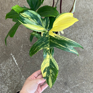 Philodendron Florida Beauty 6"