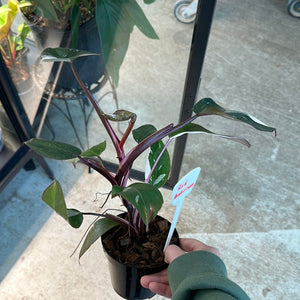 Philodendron Red Anderson 4"