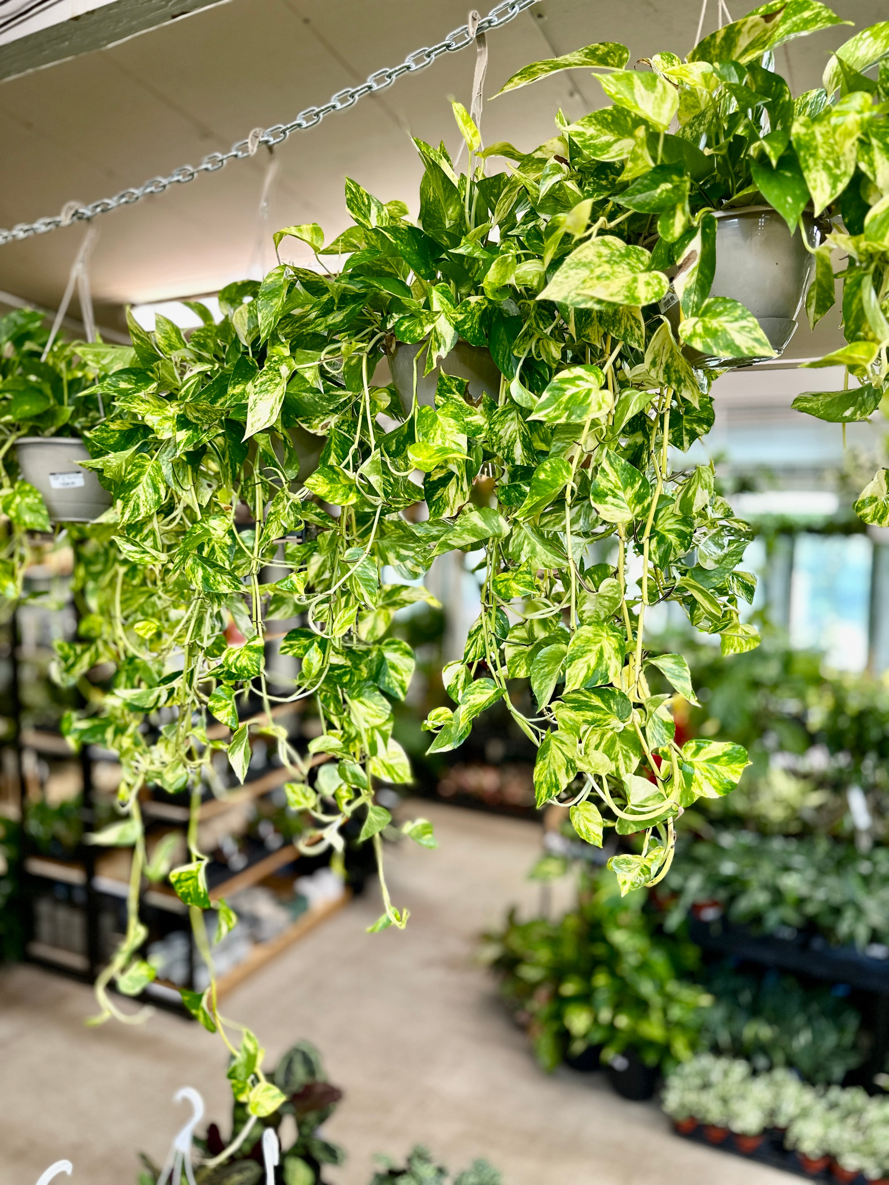 pothos plant colors Epipremnum aureum 8" HB