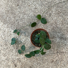 Load image into Gallery viewer, Hoya Mathilde 3&quot;