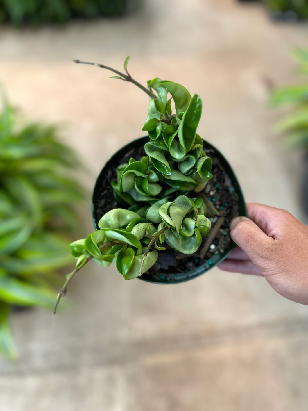 Hoya compacta 6