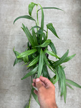Load image into Gallery viewer, Epipremnum &#39;Amplissimum&#39; 6&quot;