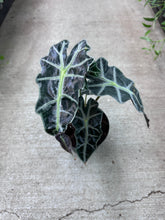 Load image into Gallery viewer, Alocasia Amazonica Polly 6&quot;