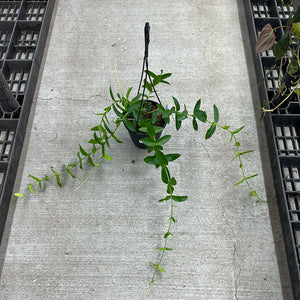 Hoya densifolia 6"HB