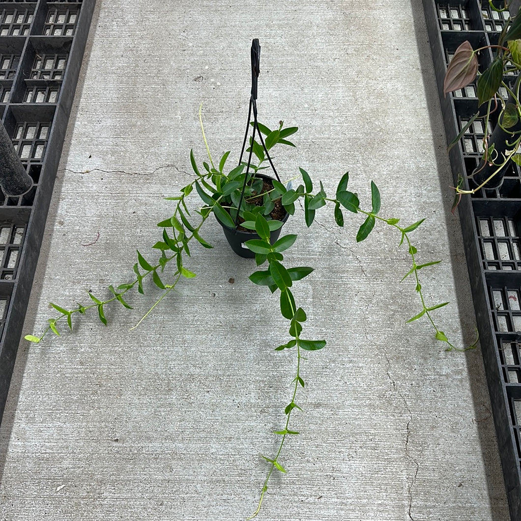 Hoya densifolia 6