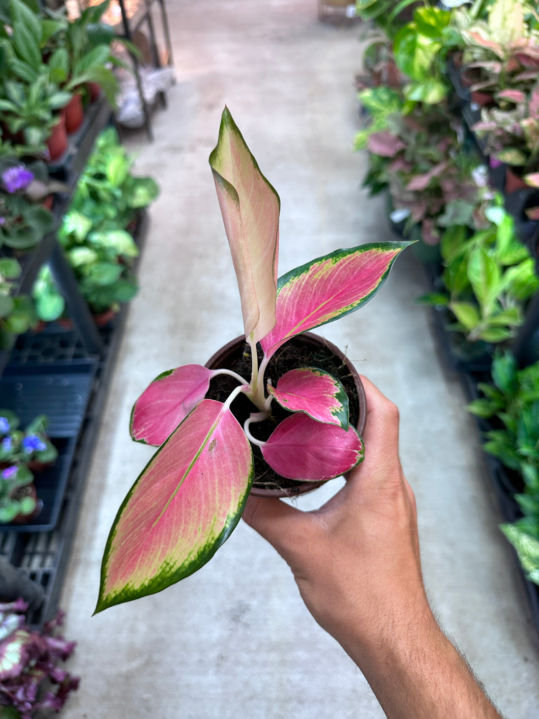 aglaonema pink stem Aglaonema 'Pink Pearl' 4"