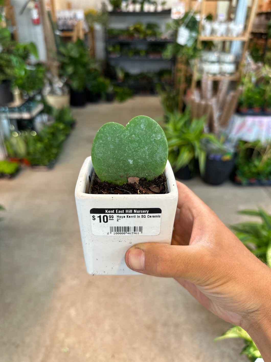 Hoya Kerrii in SQ Ceramic 2