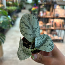 Load image into Gallery viewer, Scindapsus pictus &#39;Silver Lady&#39; 2&quot;