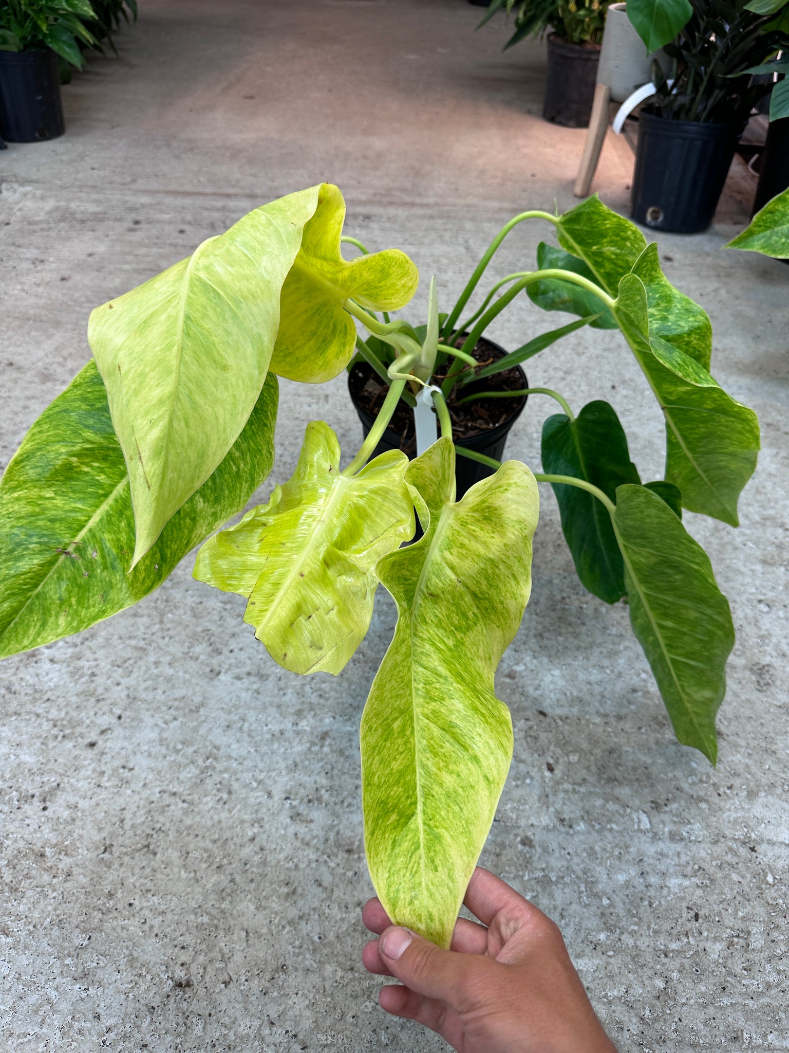 philodendron calkins Philodendron Calkins Gold 8"