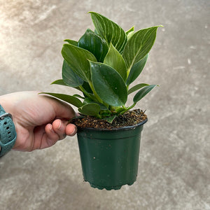 Philodendron Birkin 4"