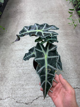Load image into Gallery viewer, Alocasia Amazonica Polly 6&quot;