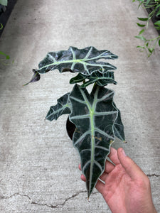 Alocasia Amazonica Polly 6"