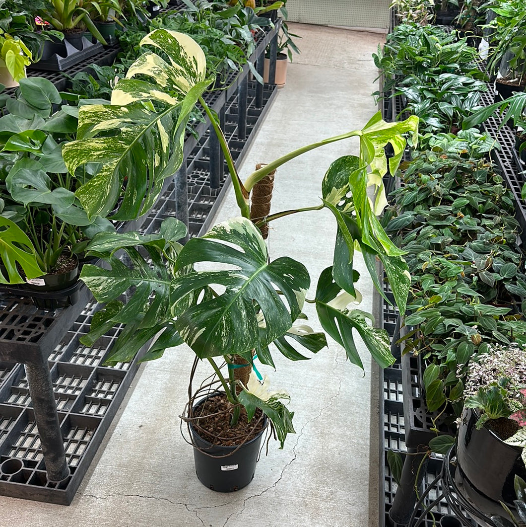 Monstera Albo 10