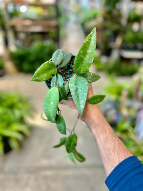 Hoya caudata 'Sumatra' 4