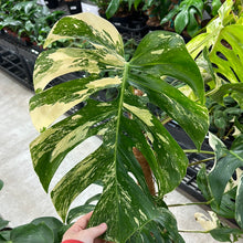 Load image into Gallery viewer, Monstera Albo 10&quot;