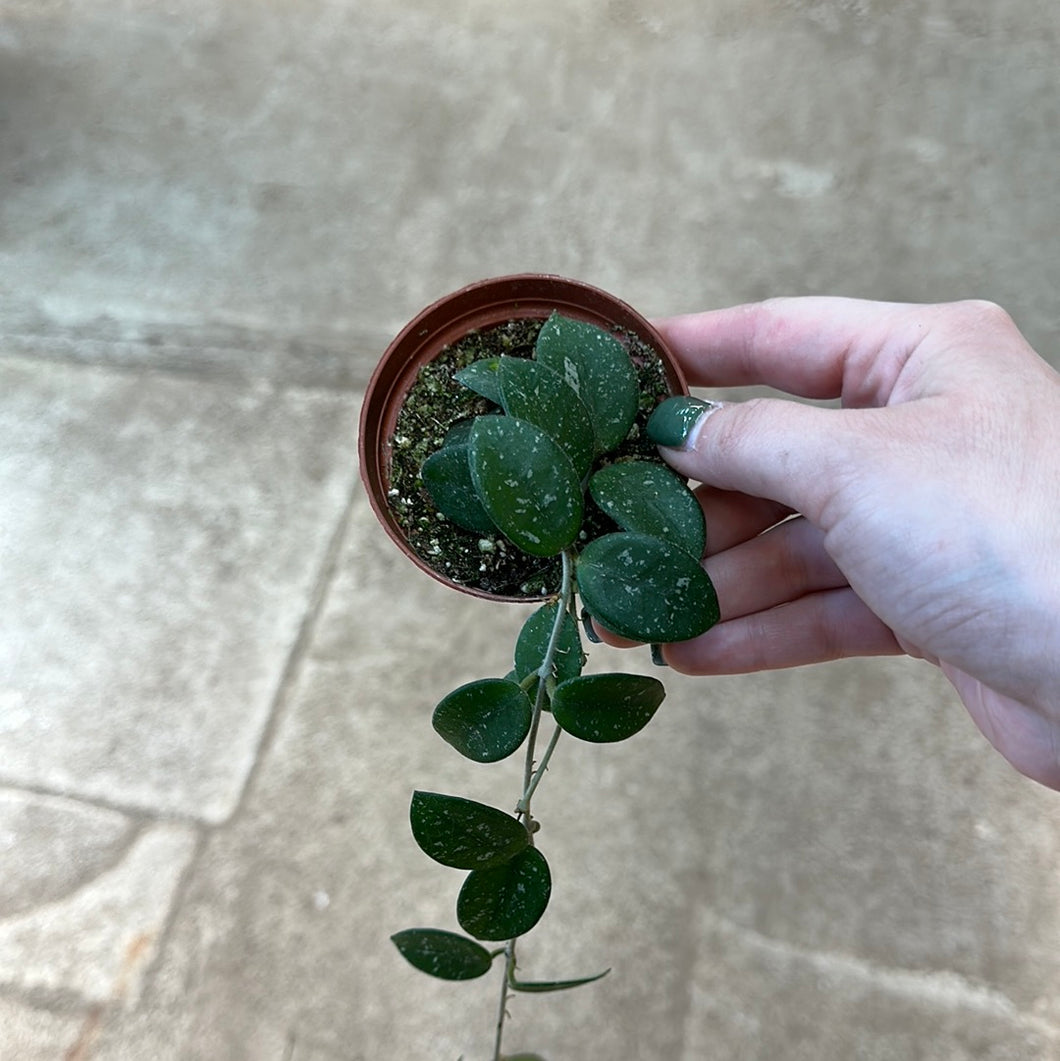 Hoya Mathilde 3