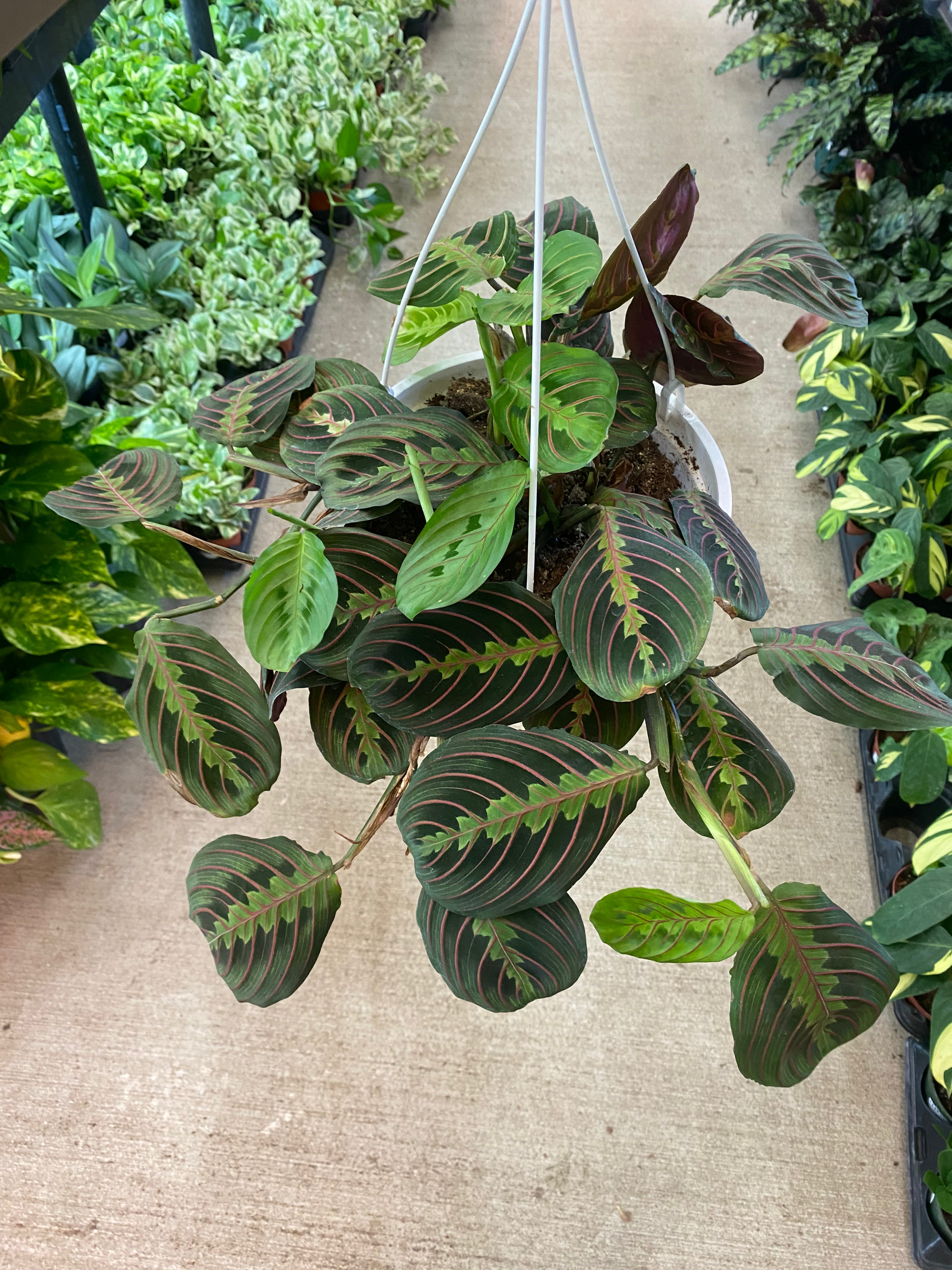 large red prayer plant Maranta Red 8"HB