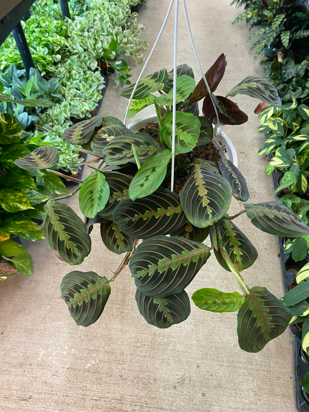 the red prayer plant Maranta Red 8"HB