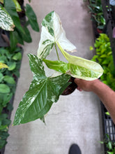 Load image into Gallery viewer, Syngonium Albo Podophyllum 4&quot;