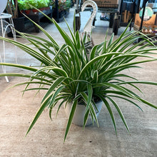 Load image into Gallery viewer, Chlorophytum sp. 8&quot; - Spider Plant Variegated Basket