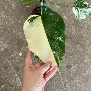 Monstera 'albo variegata' 6"