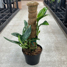 Load image into Gallery viewer, Monstera standleyana variegata 6&quot;