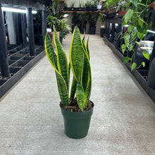 Load image into Gallery viewer, Sansevieria laurentii superba 6&quot; - Variegated Snake Plant