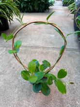 Load image into Gallery viewer, Hoya Australis on Hoop 4&quot;