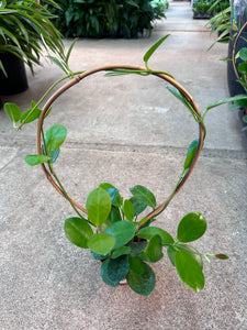 Hoya Australis on Hoop 4"