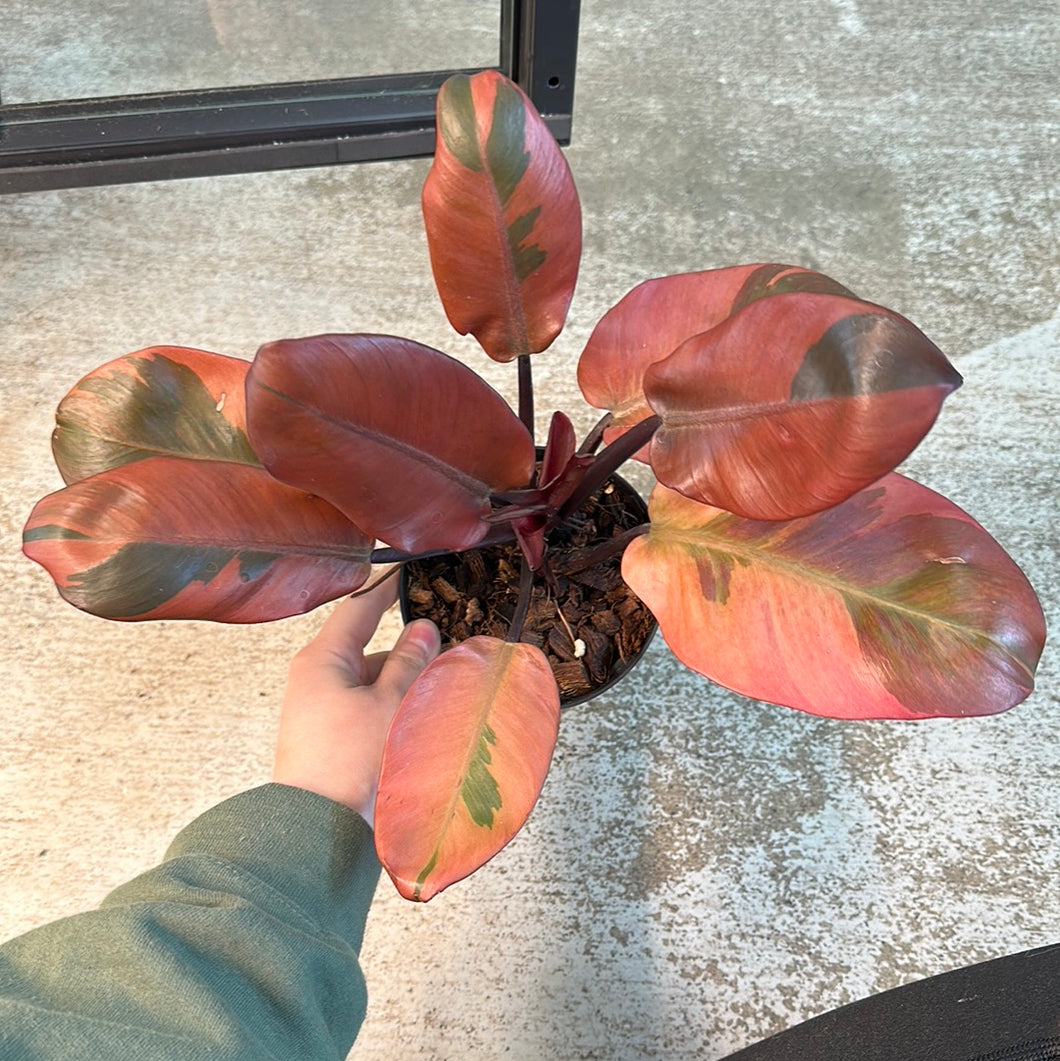 philodendron black cardinal marble Philodendron Black Cardinal Variegated 4.5'' – Kent East Hill Nursery