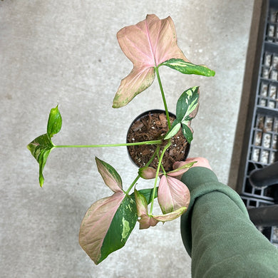 Syngonium Tricolor 4