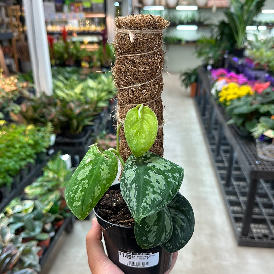pothos tricolor Scindapsus pictus 'Tricolor' 4" – Kent East Hill Nursery