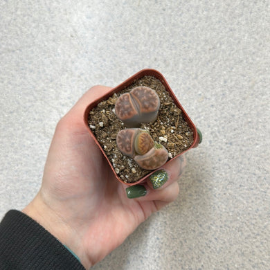 Lithops 2