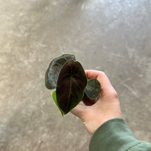 Load image into Gallery viewer, Alocasia azlanii 2&quot; - Red Mambo