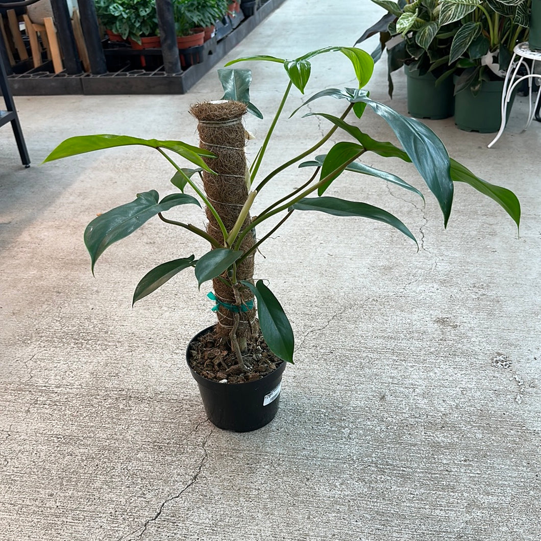 Philodendron 69686