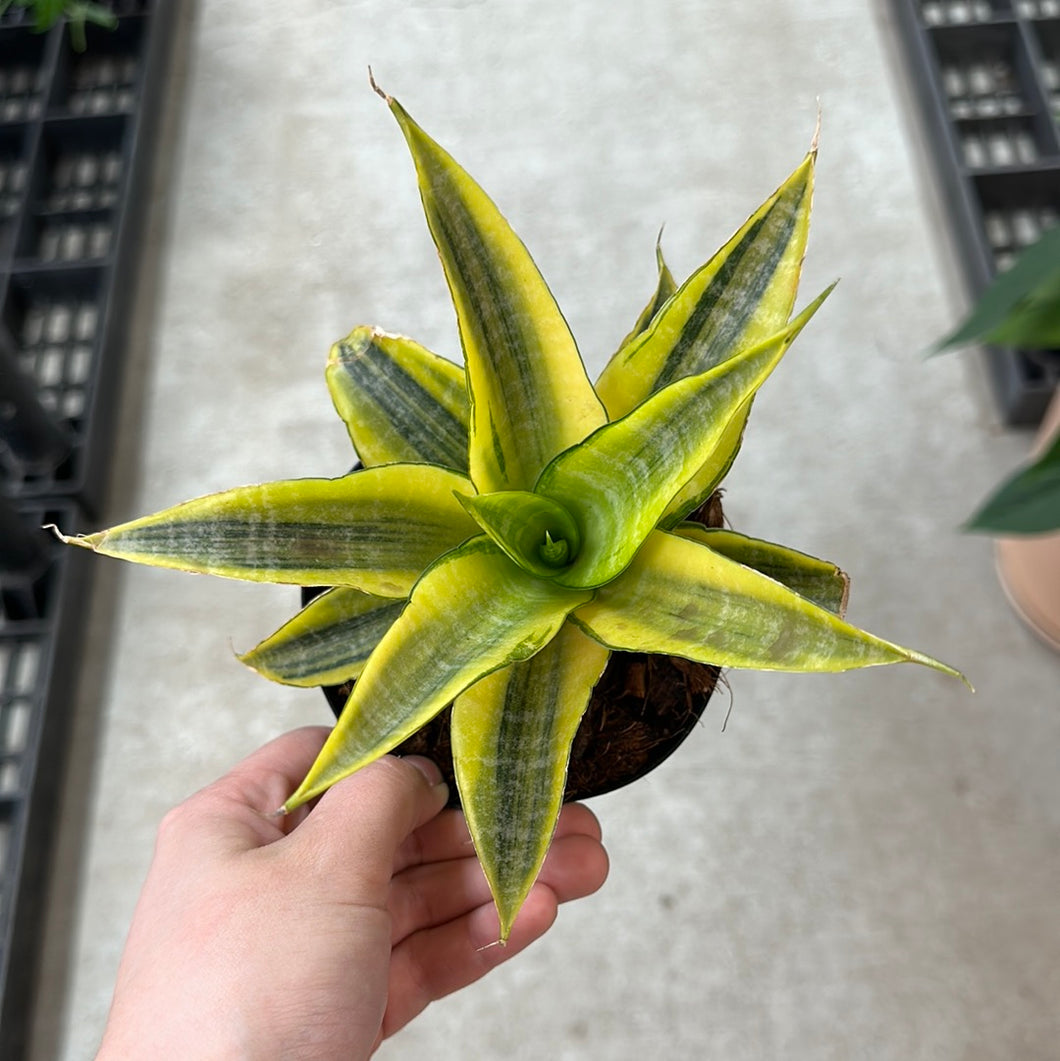 sansevieria fenomenal Sansevieria Bunlue Torch Variegated 4"