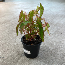 Load image into Gallery viewer, Begonia amphioxus 4&quot;