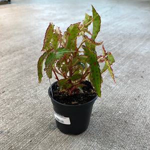 Begonia amphioxus 4"