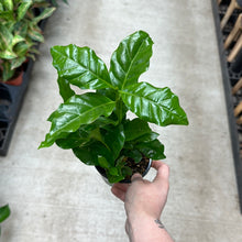 Load image into Gallery viewer, Coffea Arabica 4&quot; - Coffee Plant