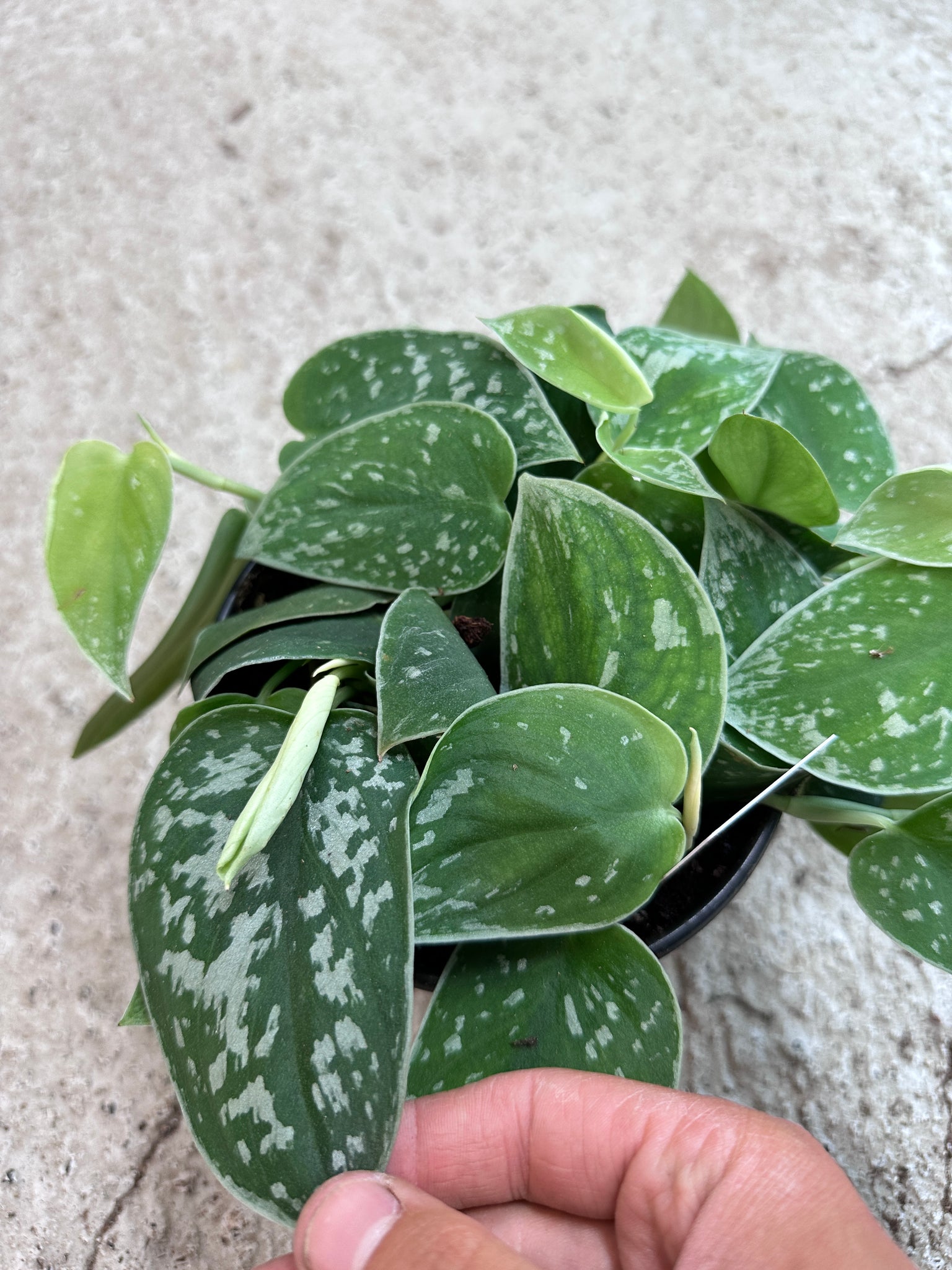 silvery ann vs satin pothos Scindapsus 'Silvery Ann' 6"