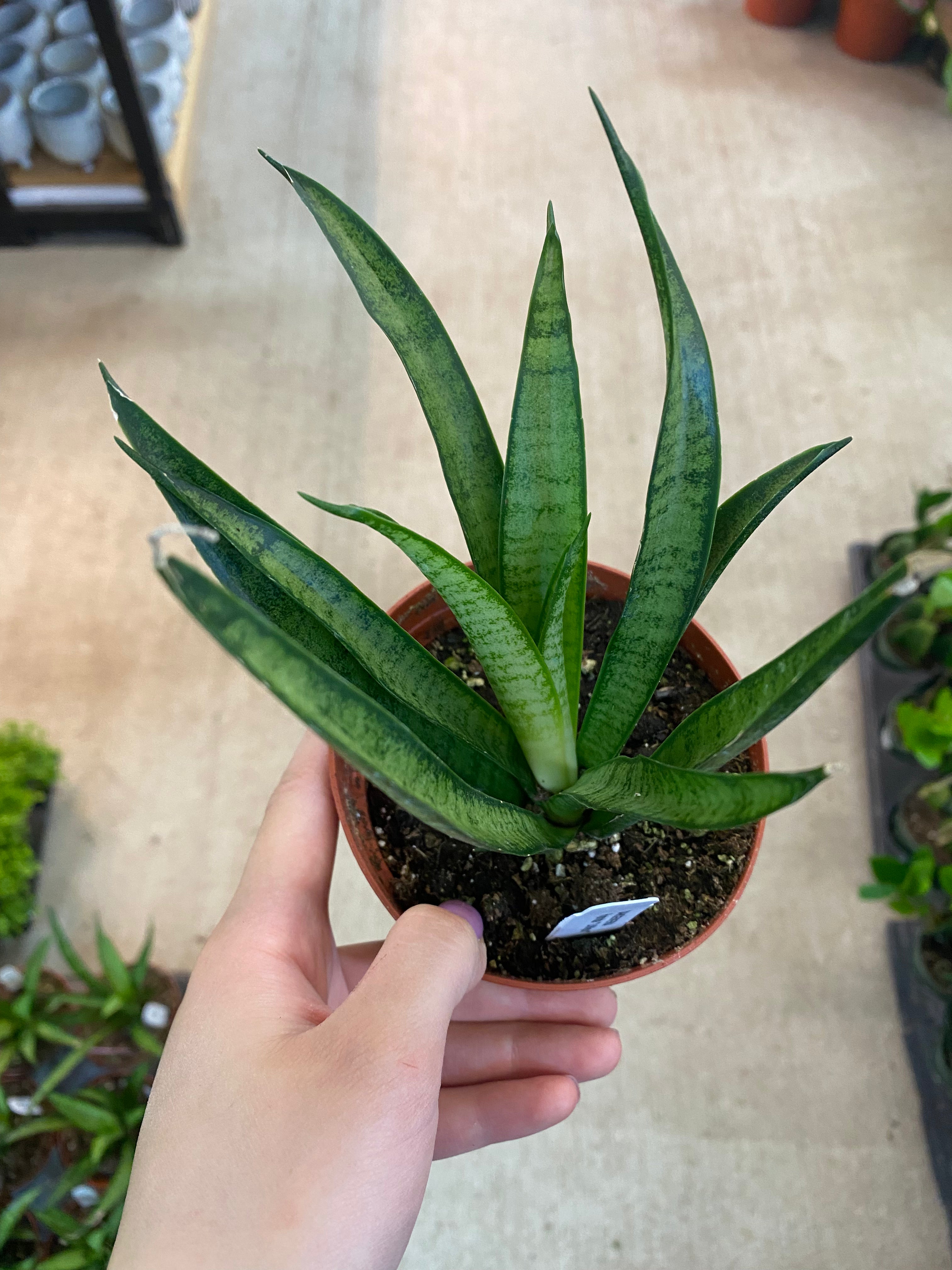 lilliput succulent Sansevieria Lilliput 4"