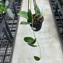 Load image into Gallery viewer, Hoya acuta outer variegation 4&quot;HB