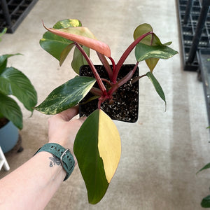 Philodendron Strawberry Shake 4"