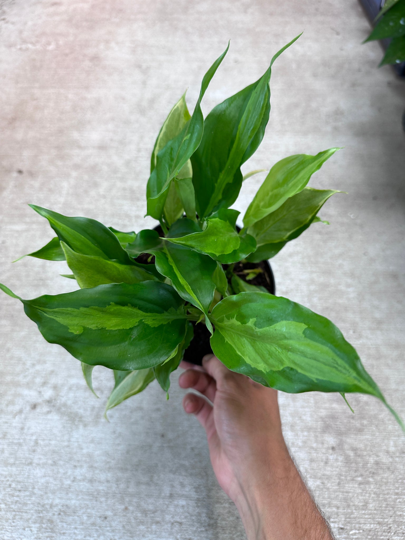 aglaonema spathonema care Aglaonema Spathonema 6" – Kent East Hill Nursery