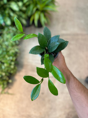 Hoya Green Ghost 4