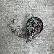Load image into Gallery viewer, Ceropegia woodii Variegata 4&quot; - String of Hearts Variegated