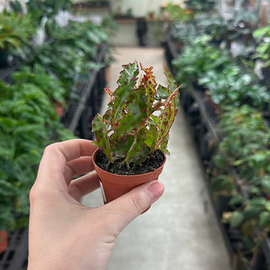 Begonia Amphioxus 2