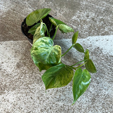 Load image into Gallery viewer, Philodendron Hederaceum Variegata 4&quot; - Heartleaf Variegated Philodendron